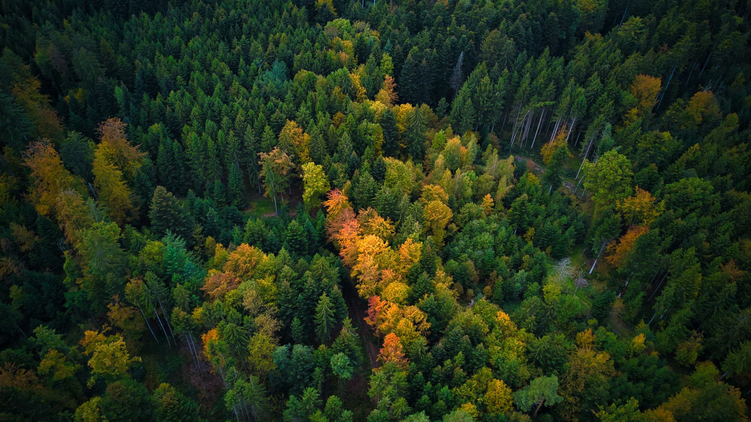 wald